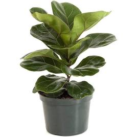 Fiddle Leaf Fig Tree