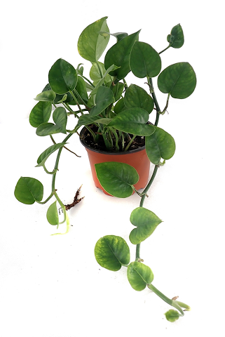 Green Pothos