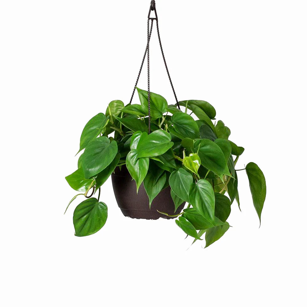 Green Heartleaf Philodendron