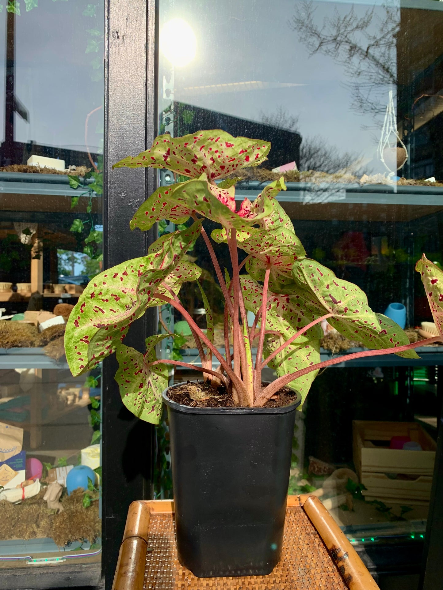 Caladium