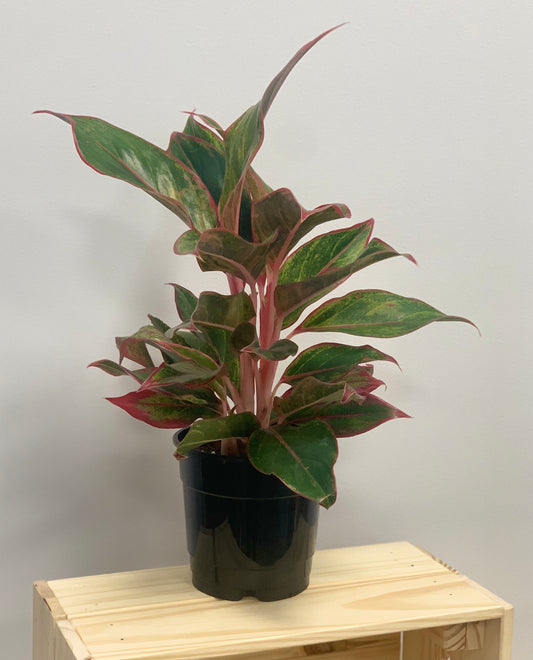 Pink Chinese Evergreen (Aglaonema)