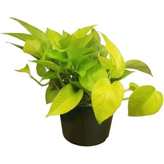 Neon Pothos