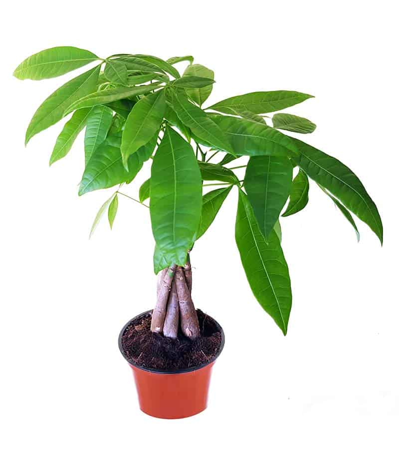 Money Tree