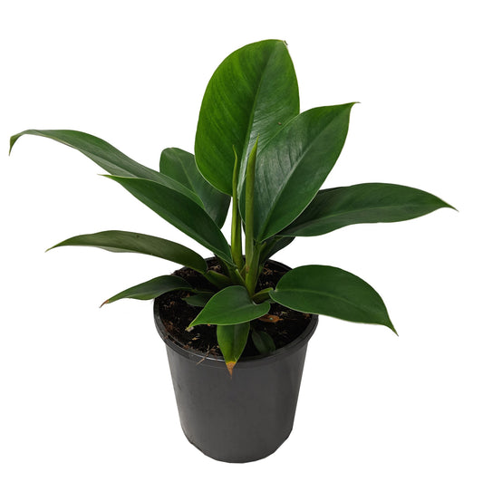 Imperial Green Philodendron