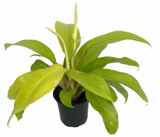 Philodendron Lemon Lime