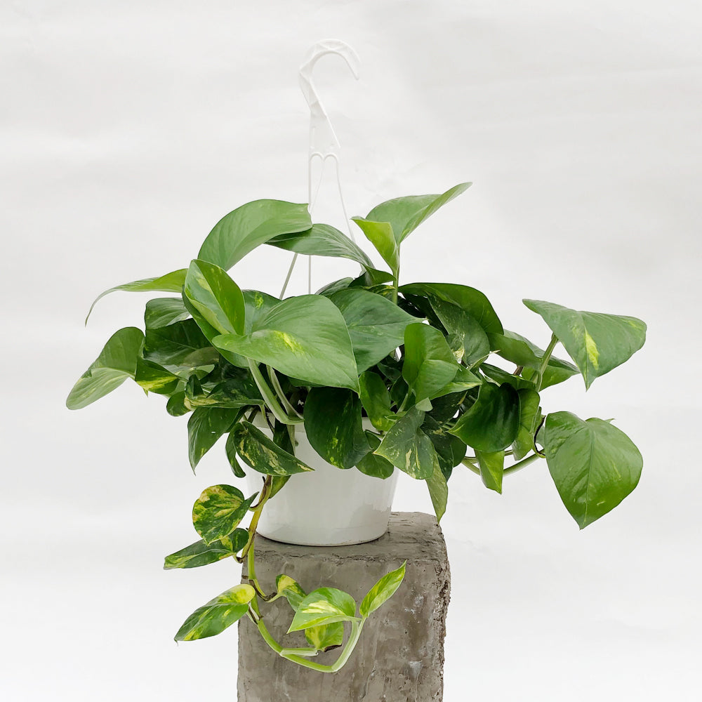 Golden Pothos