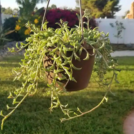 String of Dolphins