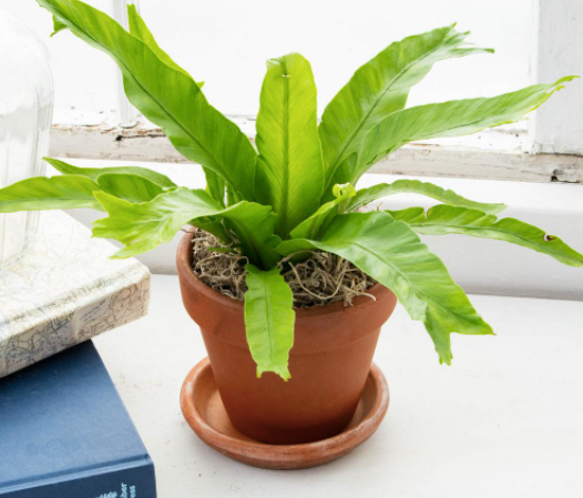 Fern Asplenium