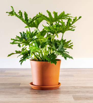 Philodendron Little Hope