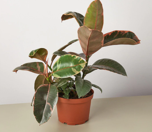 Pink Rubber Plant