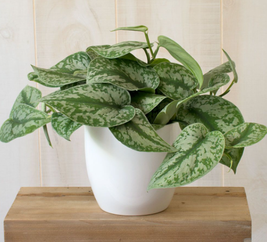 Silver Satin Pothos