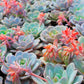 Succulent Plant