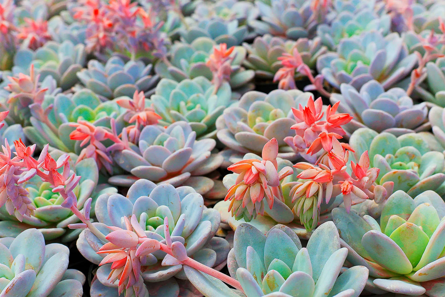 Succulent Plant