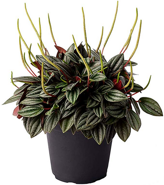 Peperomia Rosso