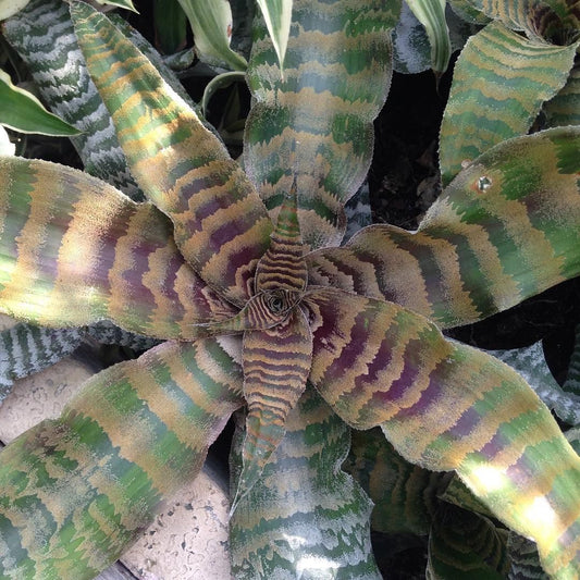 Earth Star Bromeliad