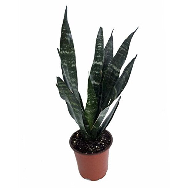 Snake Plant