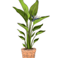 Bird of Paradise