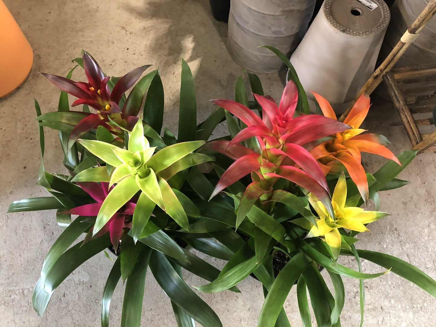 Bromeliad