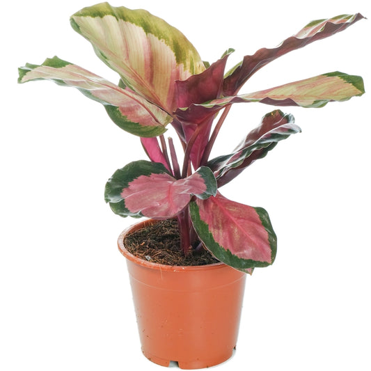 Calathea Rosy Roseo - 4" Plant