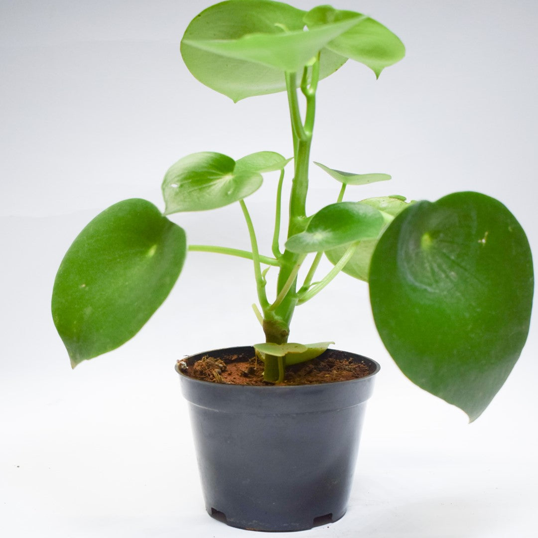 Raindrop Peperomia