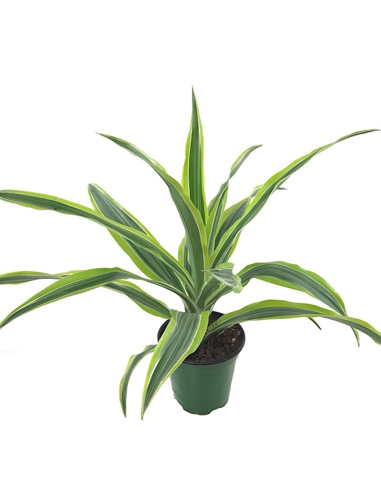 Lemon Lime Dracaena