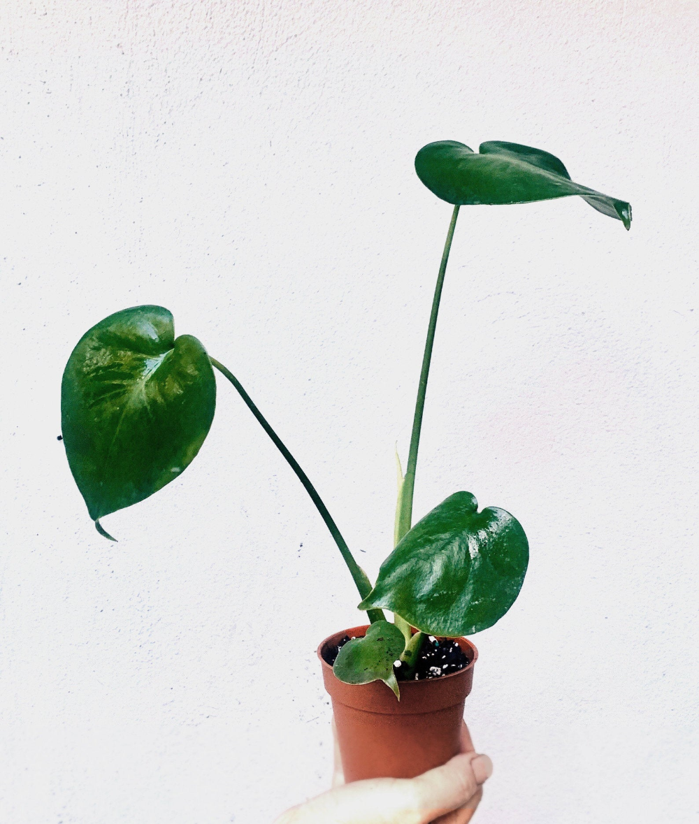 monstera plant boston Monstera Deliciosa