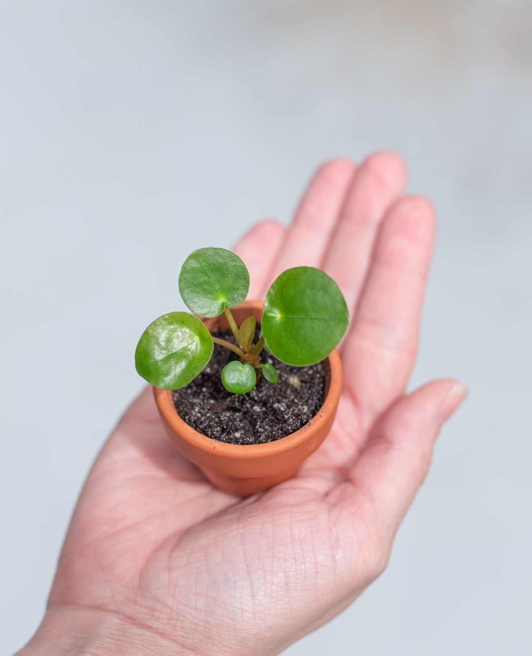 Pilea Plant