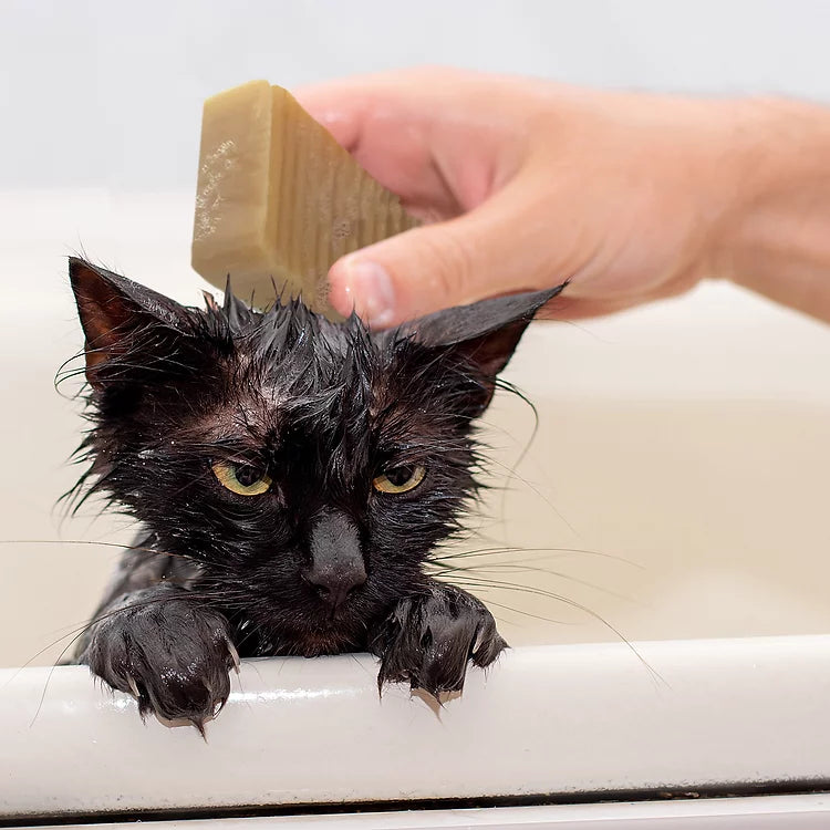 Scaredy Cat Shampoo – Uvida Shop: Boston's first Zero Waste Store