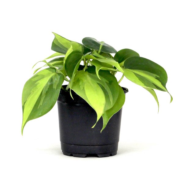 Philodendron Brasil