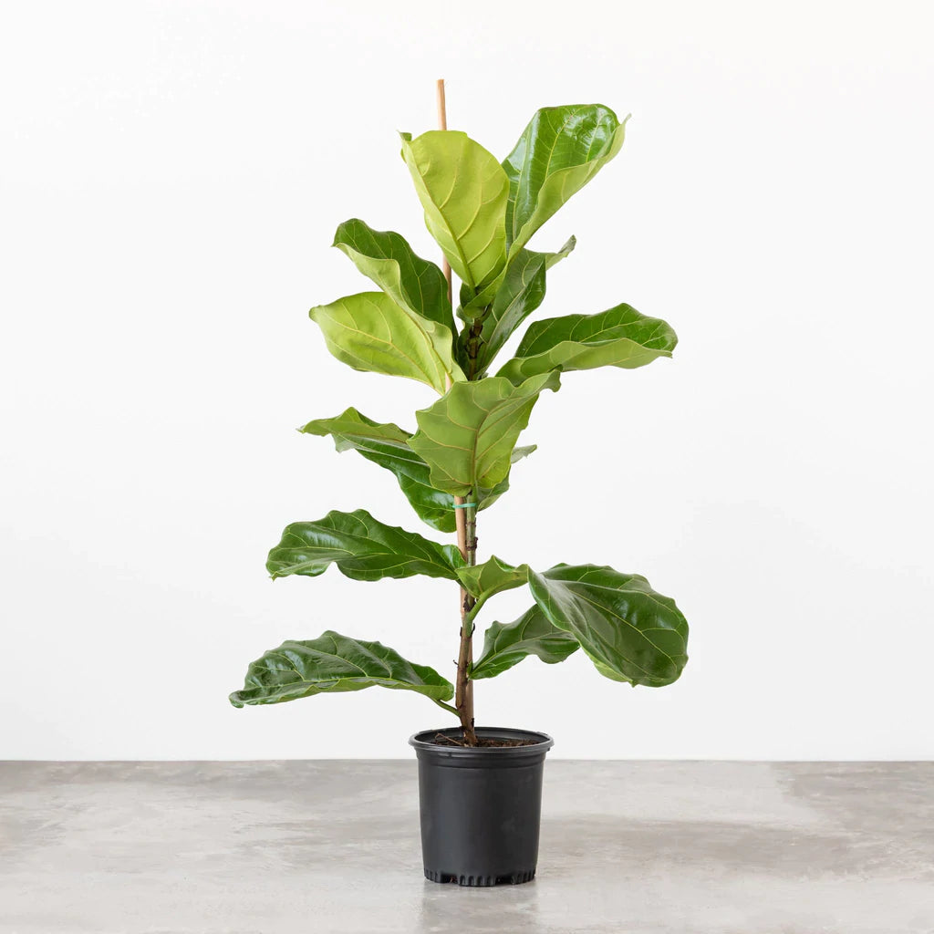 Fiddle Leaf Fig Tree