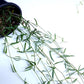 String of Needles
