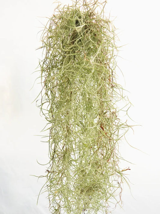 Spanish Moss Air Plant