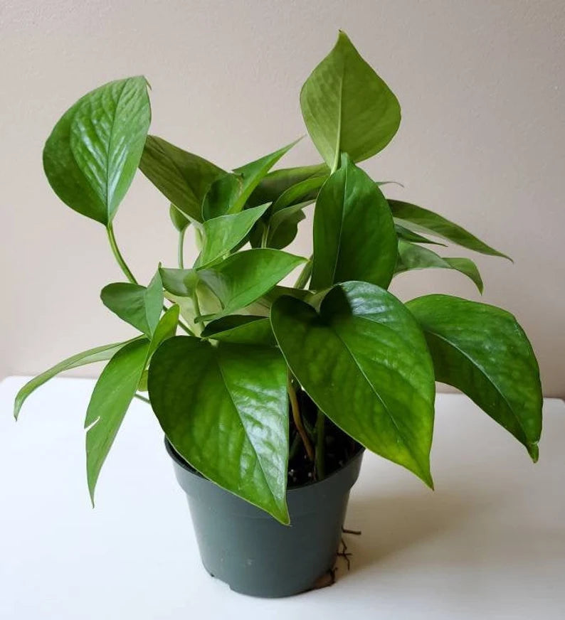 Green Pothos