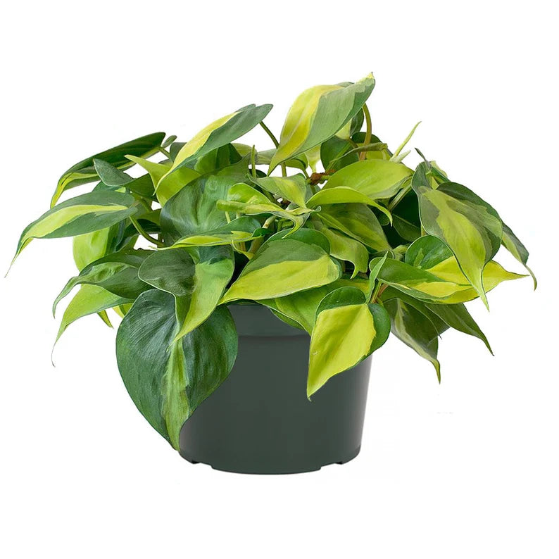 Philodendron Brasil