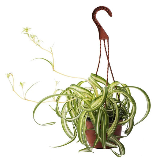 Spider Plant