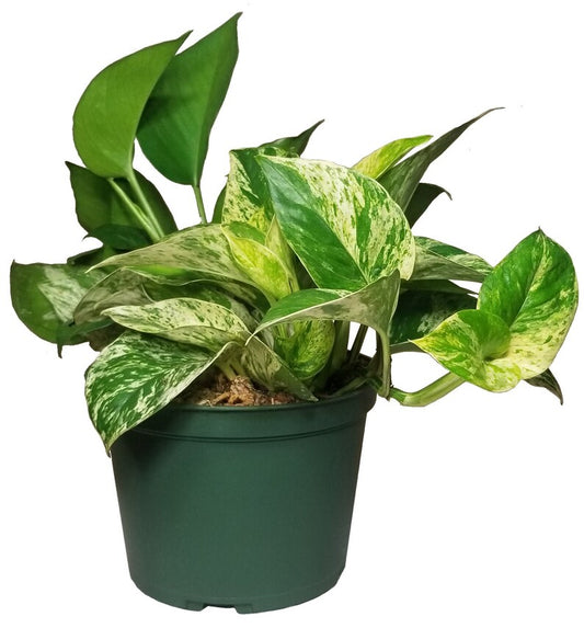 Marble Queen Pothos