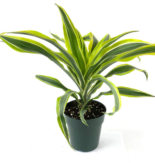 Lemon Lime Dracaena