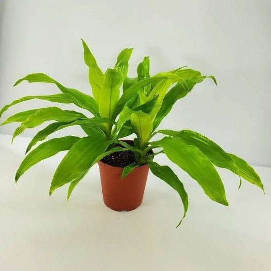 Limelight Dracaena