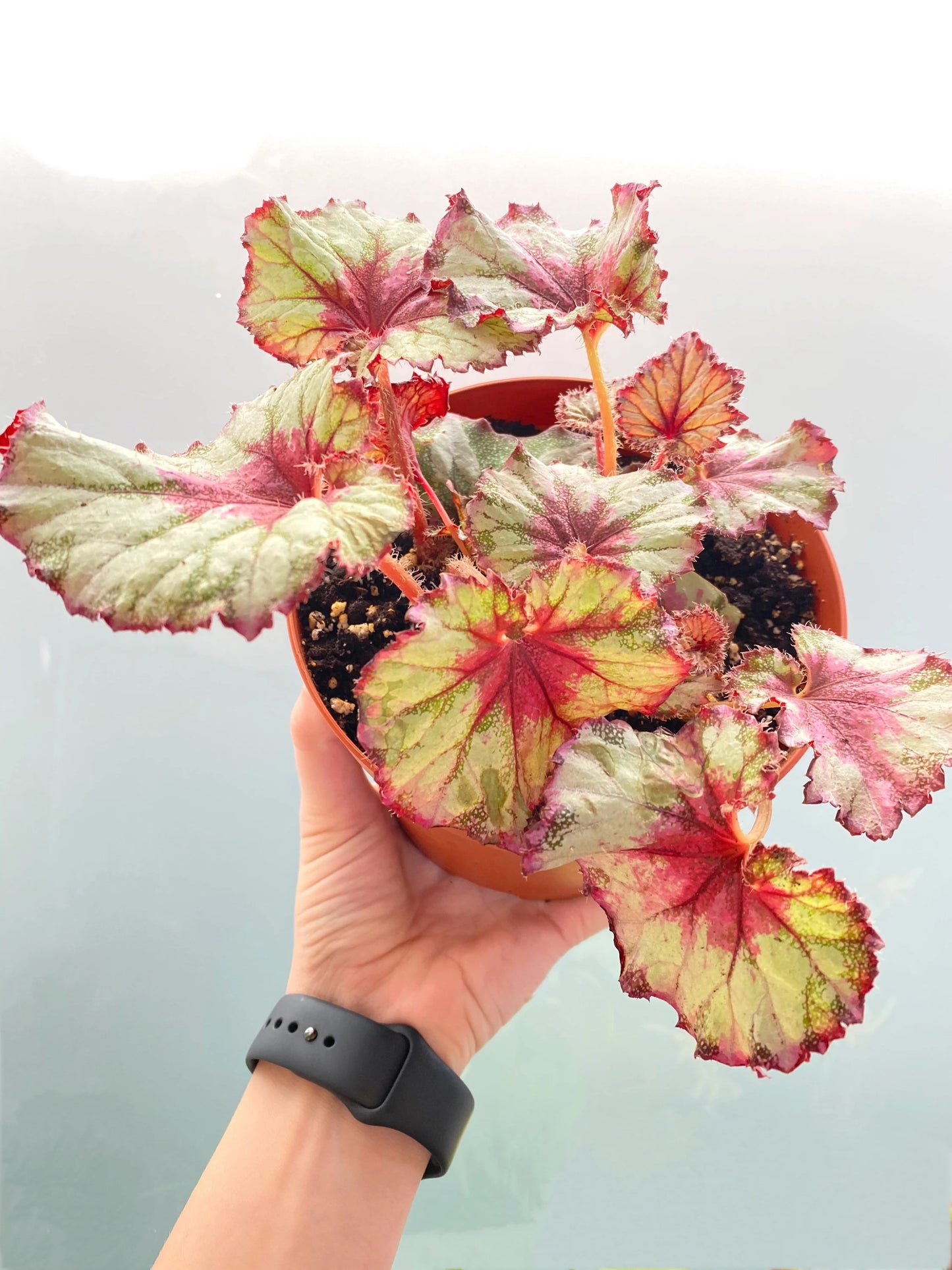 Painted-Leaf Begonia