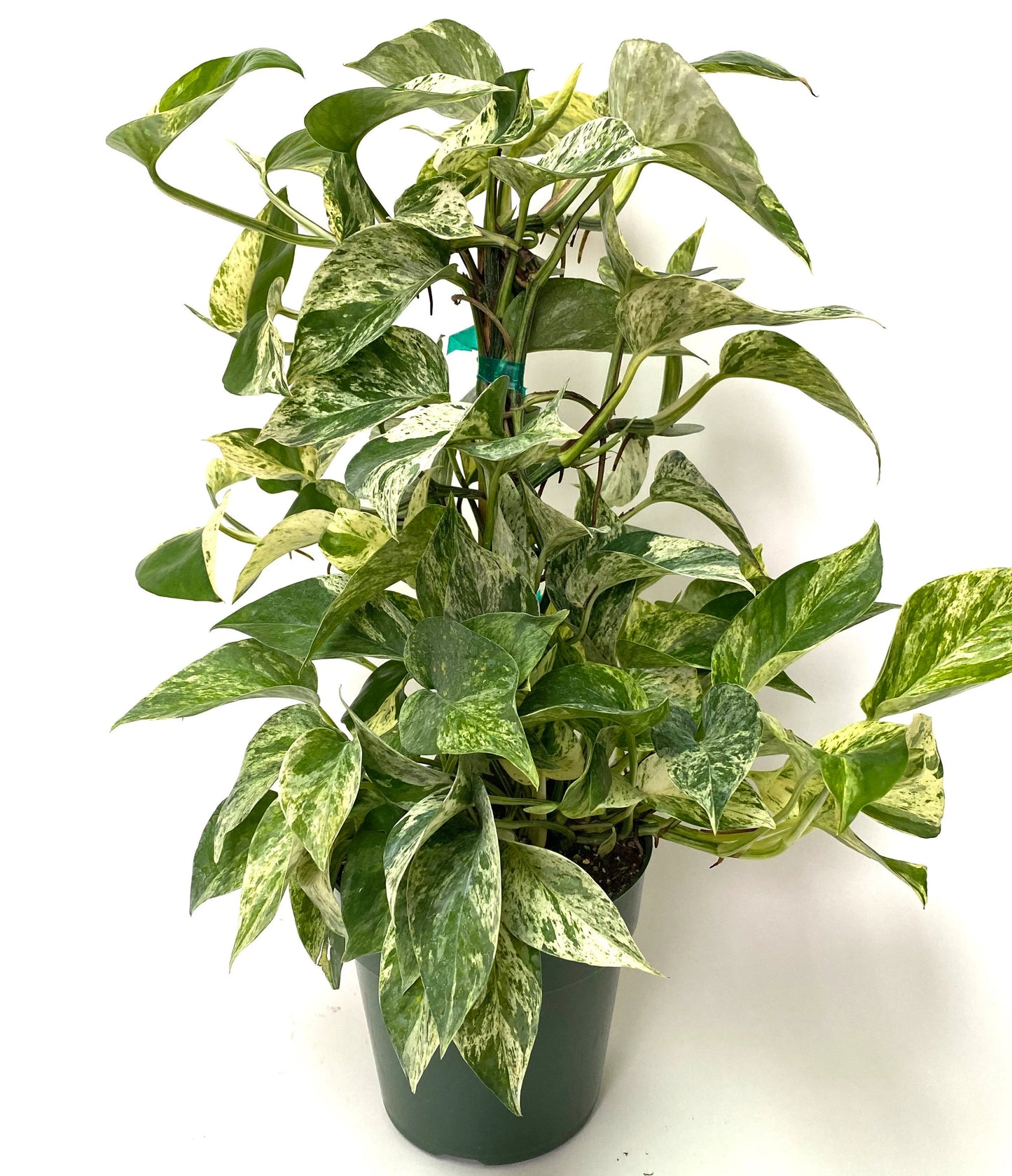 Marble Queen Pothos