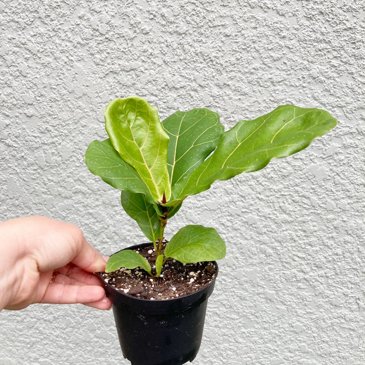 Fiddle Leaf Fig Tree