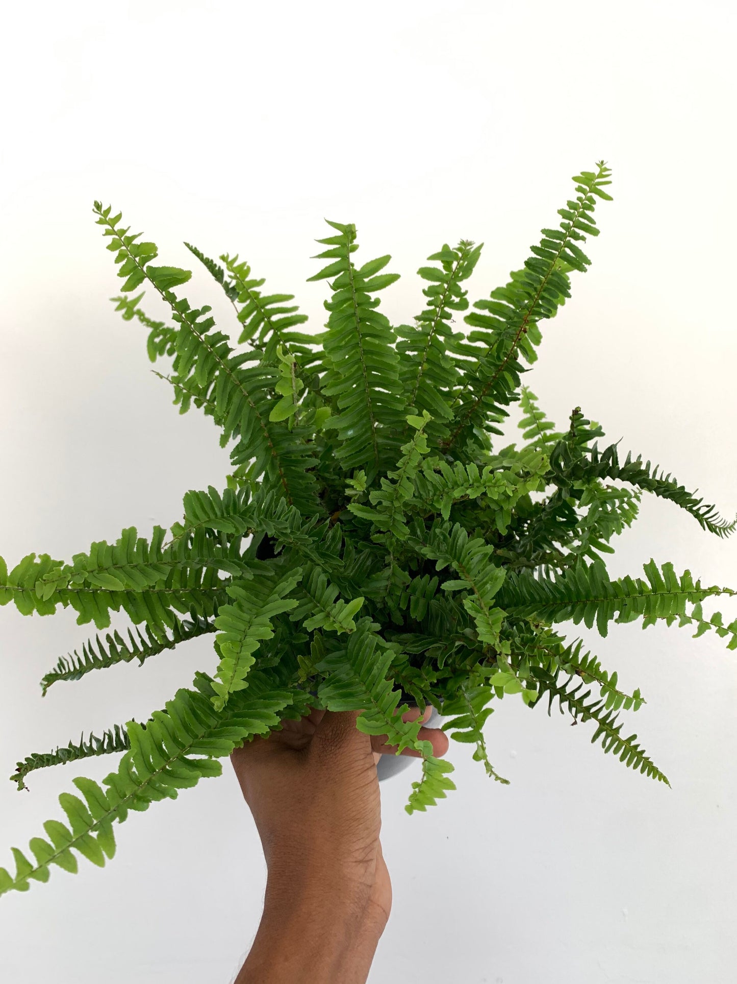 Sword Fern