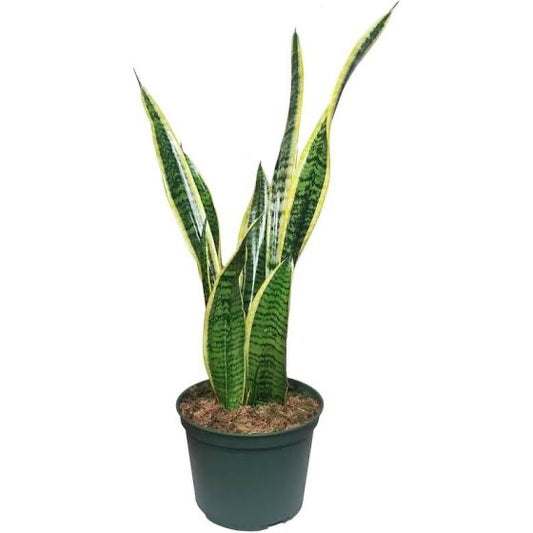 Laurentii Snake Plant