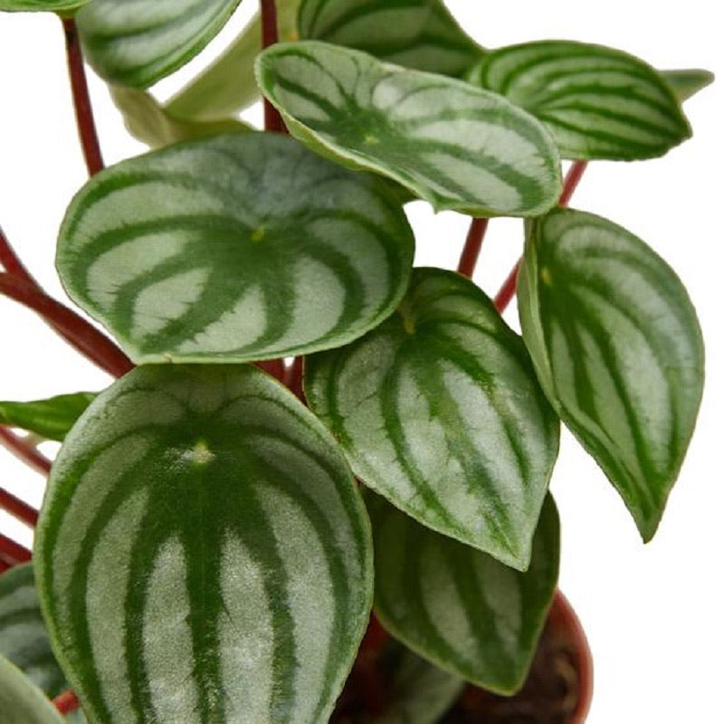 Watermelon Peperomia