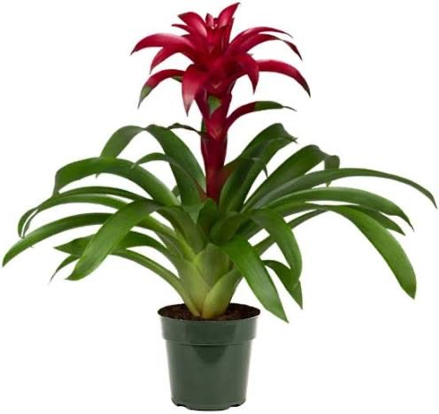 Bromeliad