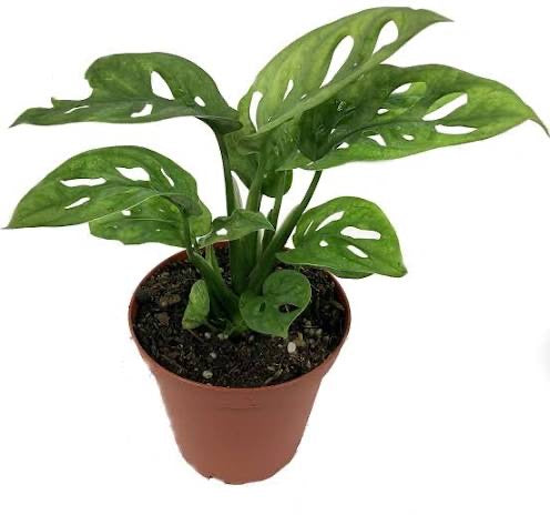 Swiss Cheese Plant