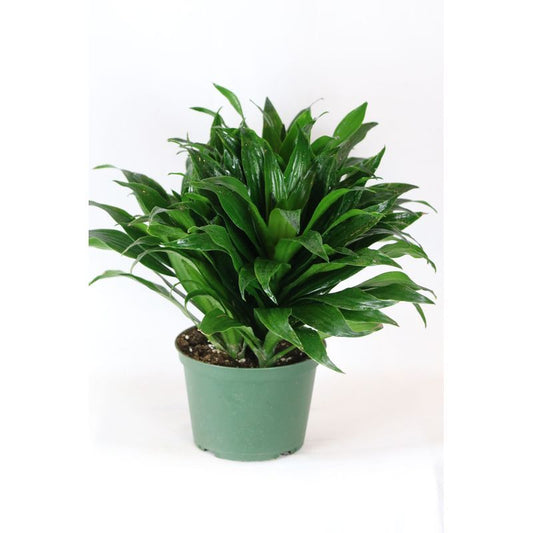 Dracaena Green Jewel