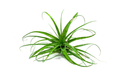 Small Air Plant