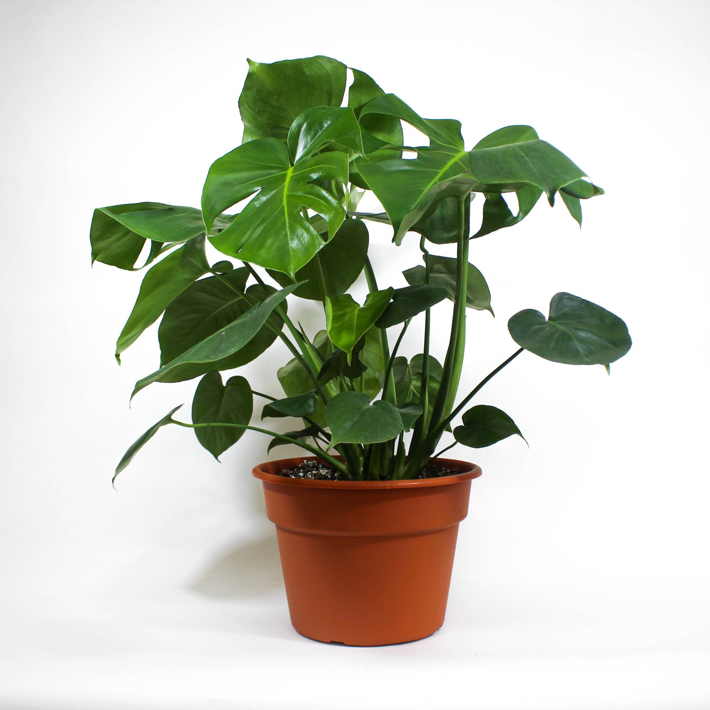 Monstera Deliciosa