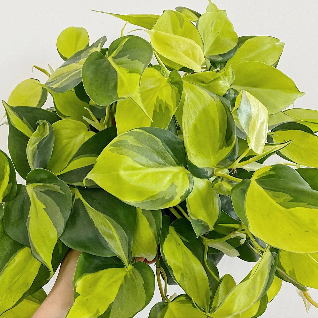 Philodendron Brasil